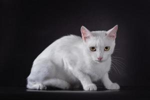 gato branco em um fundo preto foto