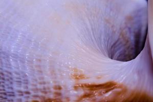 fragmento de uma grande concha oceânica textura abstrata de uma laranja azul com buraco escuro foto