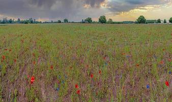 vista panorâmica sobre o campo de flores coloridas na primavera foto