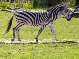 retrato de uma zebra em um recinto ao ar livre em um zoológico alemão foto