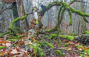 troncos de árvores verdes e musgosos com cogumelos amarelos brilhantes em uma floresta foto