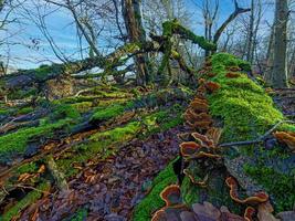 troncos de árvores verdes e musgosos com cogumelos amarelos brilhantes em uma floresta foto