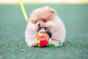 cachorrinho da pomerânia mordisca um pato de brinquedo de pelúcia em um gramado artificial foto