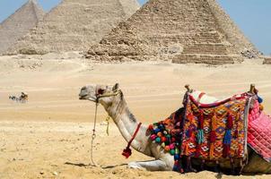 camelo no deserto egípcio perto das pirâmides em luxor foto