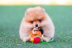 cachorrinho da pomerânia mordisca um pato de brinquedo de pelúcia em um gramado artificial foto