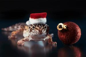 lagarto eublefar em um chapéu de papai noel em um fundo preto com uma pequena bola vermelha de natal foto