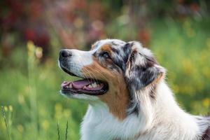 cão pastor australiano de raça pura para passear no parque foto