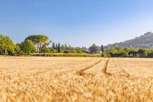 paisagem de verão com campo de trigo e nuvens. campo mediterrâneo, paisagem de campo de trigo no sul da frança, região de provence. paisagem rural, fundo de agricultura sazonal, fazenda rural foto