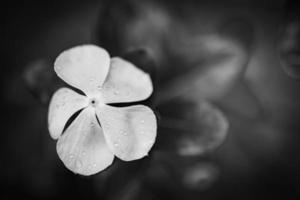 closeup artístico de flor flox preto e branco com gotas de chuva. dramática meditação inspiradora solidão fundo floral escuro. natureza florescente na folhagem natural abstrata. trópicos exóticos foto