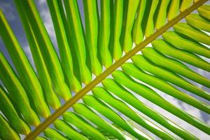 folha de palmeira verde fresca com clarões de sol e raios com céu azul. closeup de natureza tropical, fundo natural perfeito. padrão exótico, detalhe de jardim ou botânica, bela natureza foto