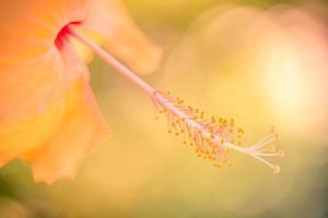 closeup de natureza artística de verão, fundo de flor inspirador na luz do sol turva. flor de hibisco florescendo contra um fundo de bela natureza turva. foto