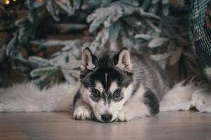 cachorrinho husky está deitado no chão de madeira com pele artificial branca no contexto de uma árvore de natal com luzes festivas foto