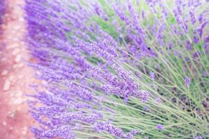 belo close da natureza do campo de lavanda, linhas de lavanda em valensole, provence. cores naturais na luz solar suave, campo de verão de natureza brilhante e prado foto