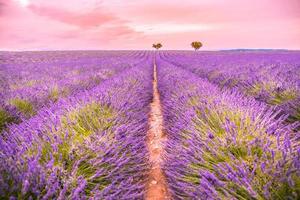 paisagem bonita. panorama campo de lavanda verão pôr do sol paisagem perto de valensole. Provença, França. vista panorâmica do campo de lavanda francesa ao pôr do sol. paisagem do minimalismo do por do sol, natureza pacífica foto