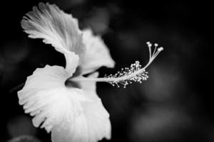 cabeça de hibisco branco com folhagem dramática escura em fundo preto minimalista. closeup de natureza tropical abstrato preto e branco. macro floral artística, composição mínima, monocromático de primavera natural foto