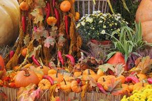 abóboras e cabaças orgânicas coloridas na feira agrícola. colhendo o conceito de tempo de outono. jardim queda planta natural. decoração de dia das bruxas de ação de graças. fundo rural fazenda festiva. comida vegetariana. foto