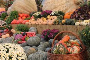 abóboras e cabaças orgânicas coloridas na feira agrícola. colhendo o conceito de tempo de outono. jardim queda planta natural. decoração de dia das bruxas de ação de graças. fundo rural fazenda festiva. comida vegetariana. foto