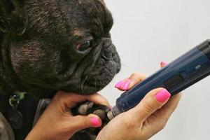 bulldog francês e moedor de unhas elétrico nas mãos do aparador. garras de polir, aparar, cortar, manicure do conceito de animais de estimação. cuidados de higiene animal. procedimento de beleza profissional no salão de beleza. fechar-se foto