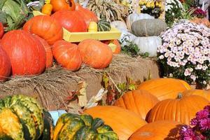 abóboras e cabaças orgânicas coloridas na feira agrícola. colhendo o conceito de tempo de outono. jardim queda planta natural. decoração de dia das bruxas de ação de graças. fundo rural fazenda festiva. comida vegetariana. foto