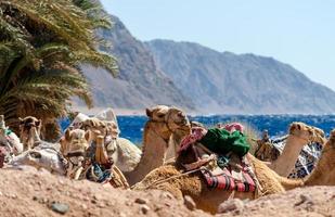 vários camelos descansam nas margens do mar vermelho foto