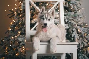 cachorrinho husky está deitado em uma cadeira de madeira branca no contexto de uma árvore de natal com luzes festivas foto