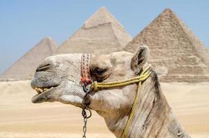 camelo no deserto egípcio perto das pirâmides em luxor foto