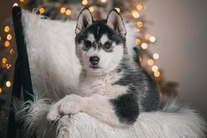 cachorrinho husky está deitado em uma cadeira de madeira preta com pele artificial branca no contexto de uma árvore de natal com luzes festivas foto