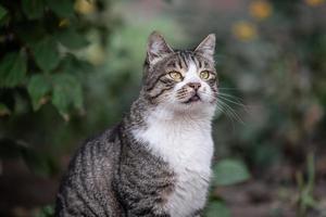 gato mestiço em um canteiro de flores verde foto