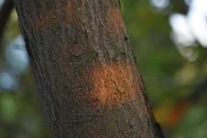um tronco de árvore em close-up e os raios do sol poente. casca de árvore e raios solares. foto