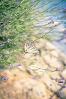 borboleta no arbusto de lavanda foto