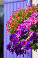 flores de petúnia brilhantes em um fundo de parede de casa foto