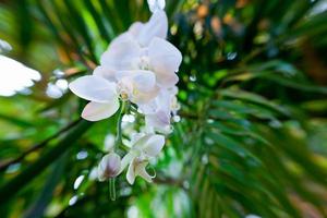 flores de orquídea branca foto