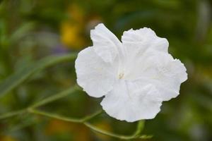 ruellias comumente conhecida como flor de petúnia selvagem. fundo de flor branca foto