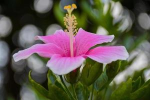 flores de hibisco rosa florescendo com belas pétalas no jardim tailandês foto