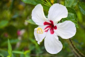 pétala de hibisco branco e vermelho florescendo beleza natureza no jardim tailandês foto