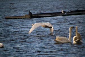 uma visão de um cisne bravo na reserva natural de martin mere foto