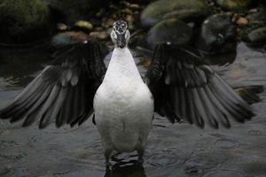 uma visão de um pato na reserva natural de martin mere foto