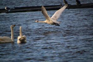 uma visão de um cisne bravo na reserva natural de martin mere foto