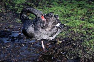 uma visão de um cisne negro foto