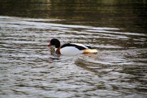 uma visão de um pato na reserva natural de martin mere foto