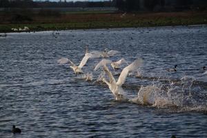 uma visão de um cisne bravo na reserva natural de martin mere foto