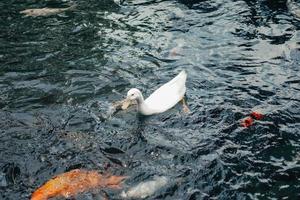 peixes koi na lagoa balinesa foto