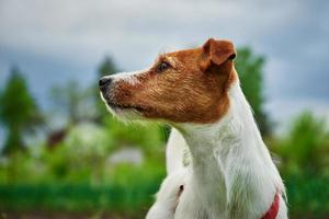 retrato de cachorro fechado no fundo da grama verde foto