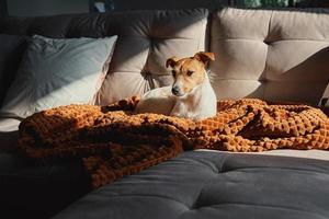 cachorro descansando no sofá debaixo do cobertor foto