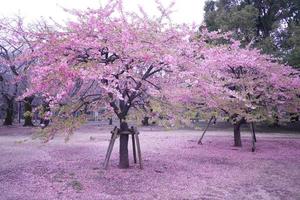 lindas flores de cerejeira rosa sakura com refrescante de manhã no japão foto