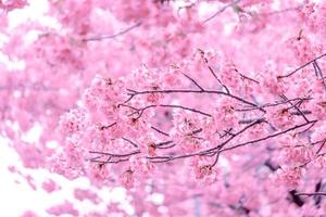 cor pastel suave linda flor de cerejeira sakura florescendo com desbotamento em flor de sakura rosa pastel, floração completa uma temporada de primavera no japão foto