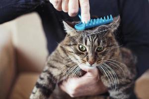 um homem penteia o pelo de seu gato cinza de estimação com pincel foto