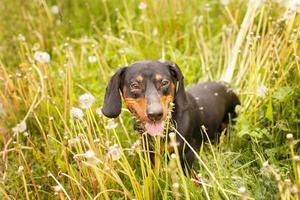 retrato de um cachorro bassê fofo em um campo de dentes de leão foto