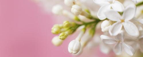 ramo de flor lilás branco em um fundo rosa com espaço de cópia para o seu texto foto