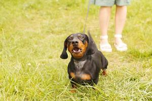 mulher caminha com o cachorro na coleira no parque. dachshund estão latindo perto dos pés de uma mulher foto